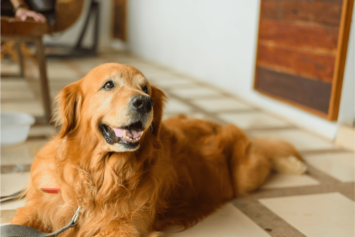 ゴールデンレトリバーを飼う前に知っておきたい5つのこと｜性格・寿命・注意点