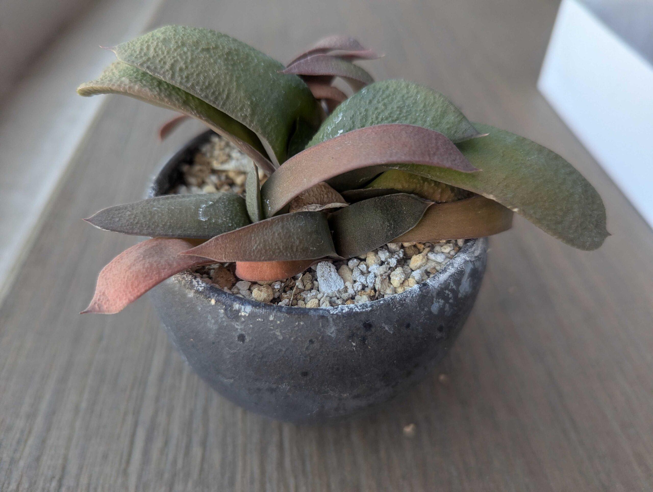 グロメラータの育て方｜ガステリア多肉植物を失敗なく育てるコツ