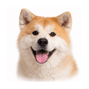 秋田犬