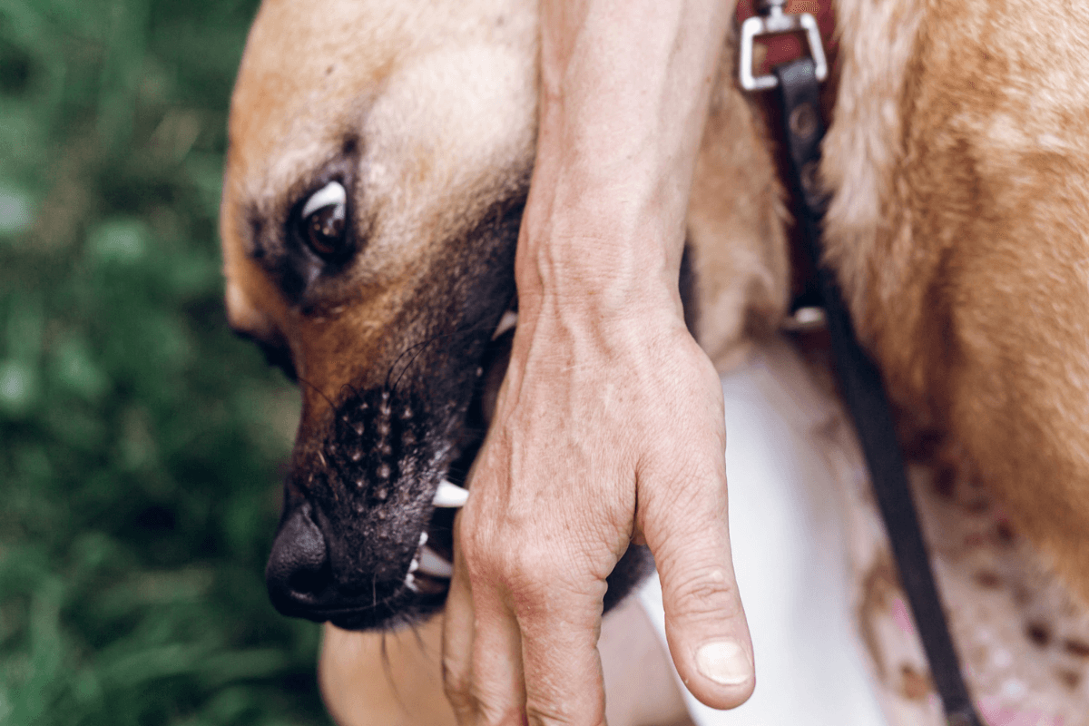 犬が噛む原因とは？対処法としつけのコツ
