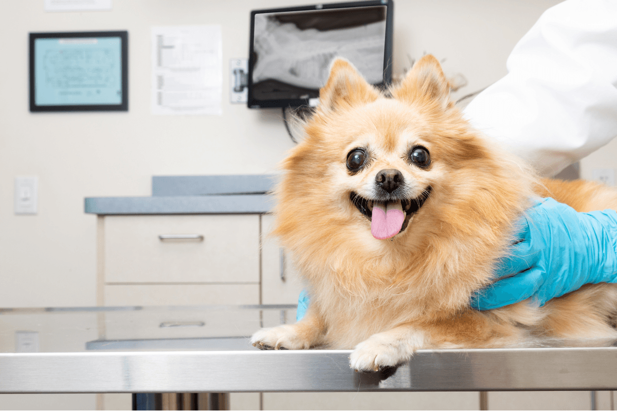 小型犬の骨折治療｜治療法・費用・ケア方法を詳しく解説