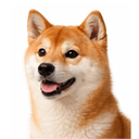 柴犬
