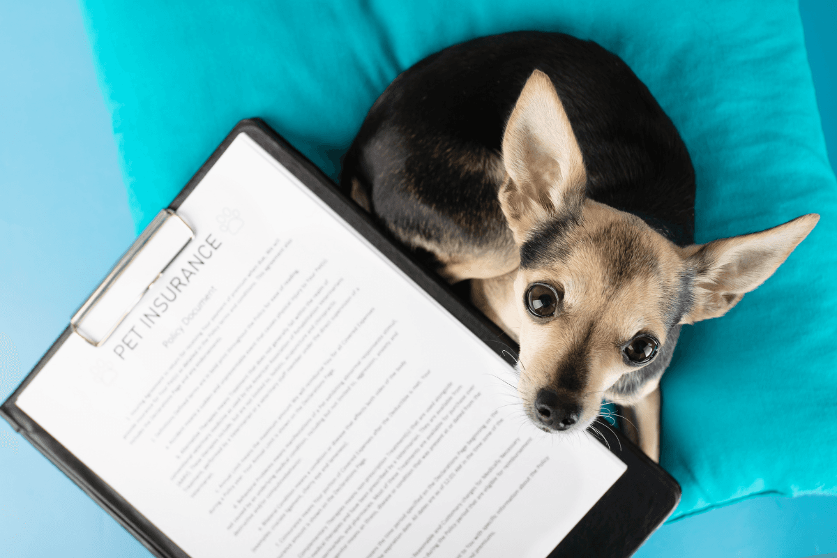 犬のペット保険、入る？入らない？免責・通院・手術まで選び方の全知識