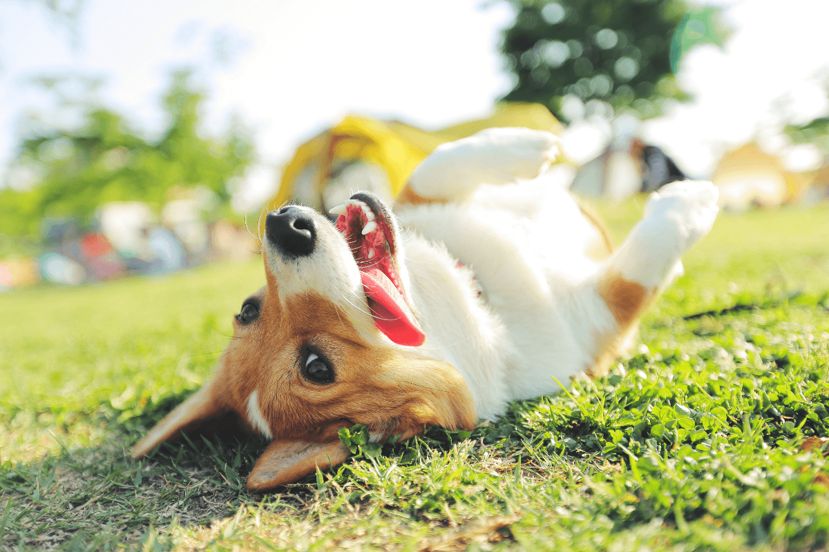 犬の熱中症対策、いつから始める？春のうちに準備したい温暖化時代の備え