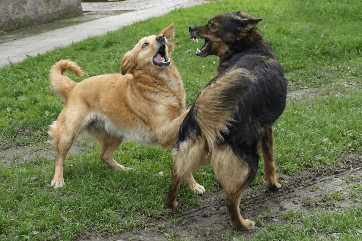 ドッグランのトラブル対処法｜犬同士の喧嘩・噛傷・飼い主対応ガイド