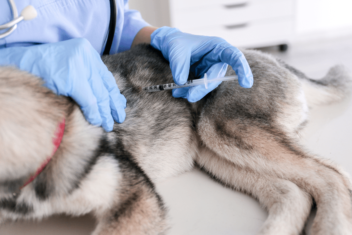 犬の狂犬病予防注射はなぜ年1回？日本で発生がなくても義務の理由