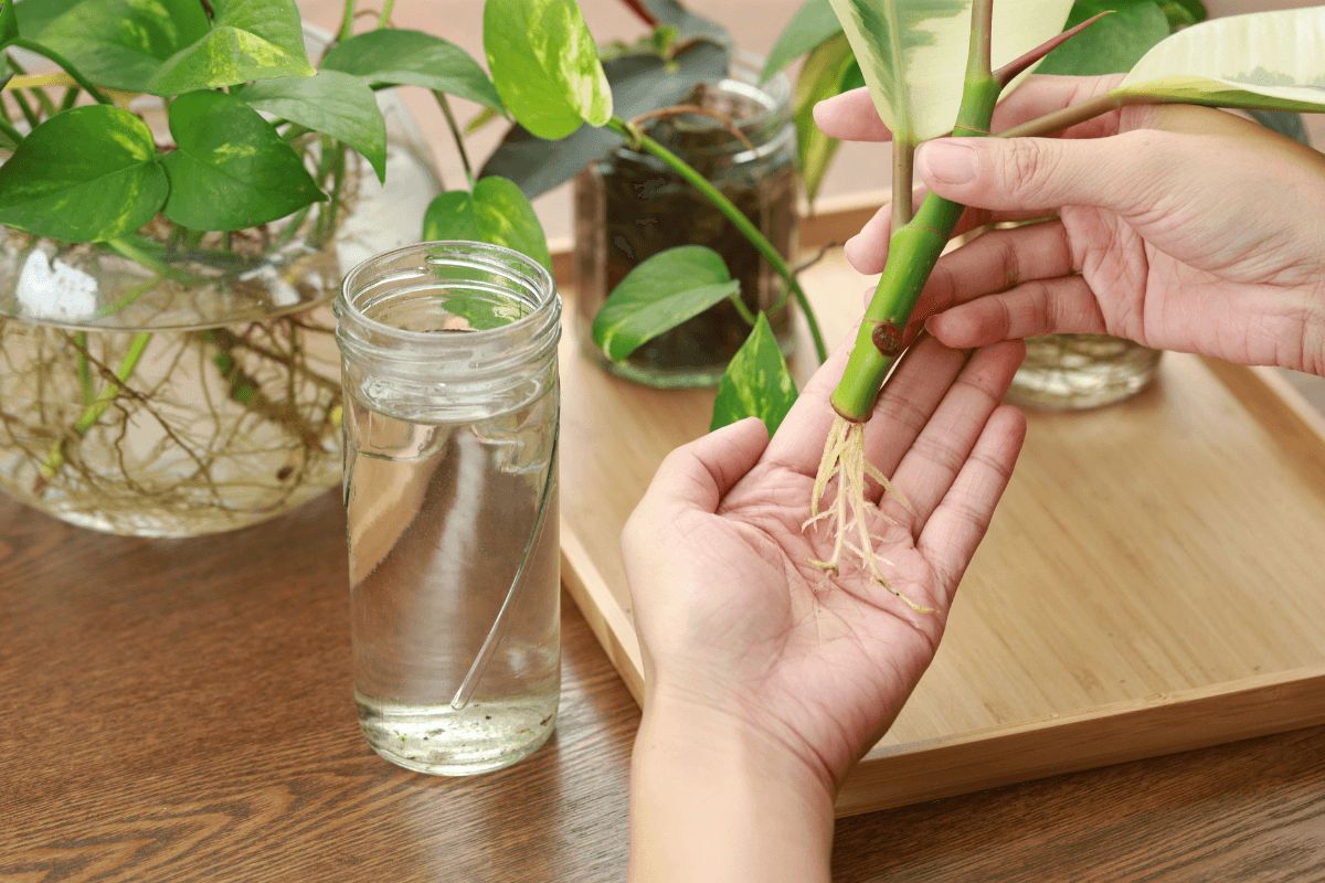 水挿しで増やせる観葉植物まとめ｜失敗しない増やし方と管理のコツ