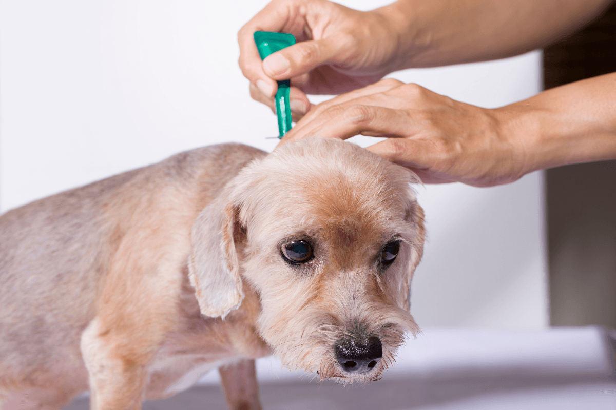 海外通販の動物用医薬品って安全？犬の飼い主が知っておきたい安全チェックポイント