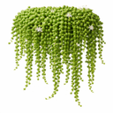 グリーンネックレス