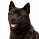 甲斐犬