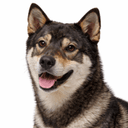 四国犬