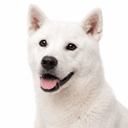 紀州犬