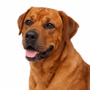 土佐犬