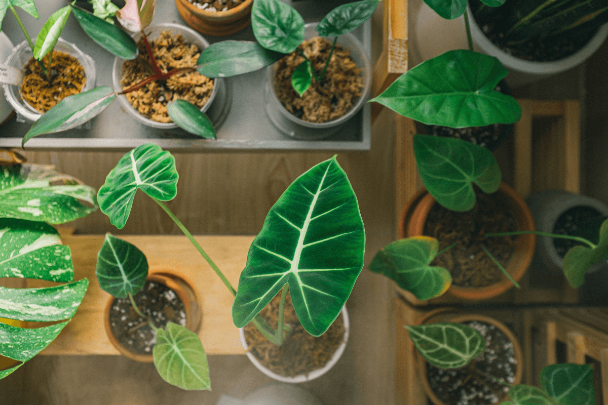 初心者におすすめの観葉植物｜育てやすい品種と枯らさない育て方