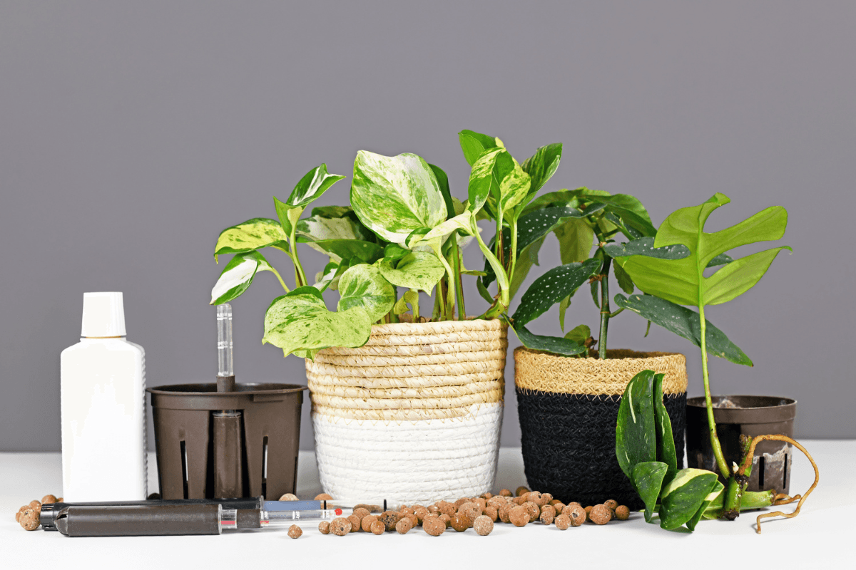 観葉植物をハイドロカルチャーで育てる方法｜水やりと管理の基本