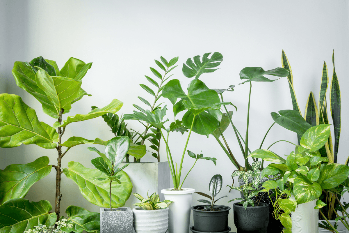 観葉植物の「明るい日陰」とは？明るさの目安を数値と具体例で解説