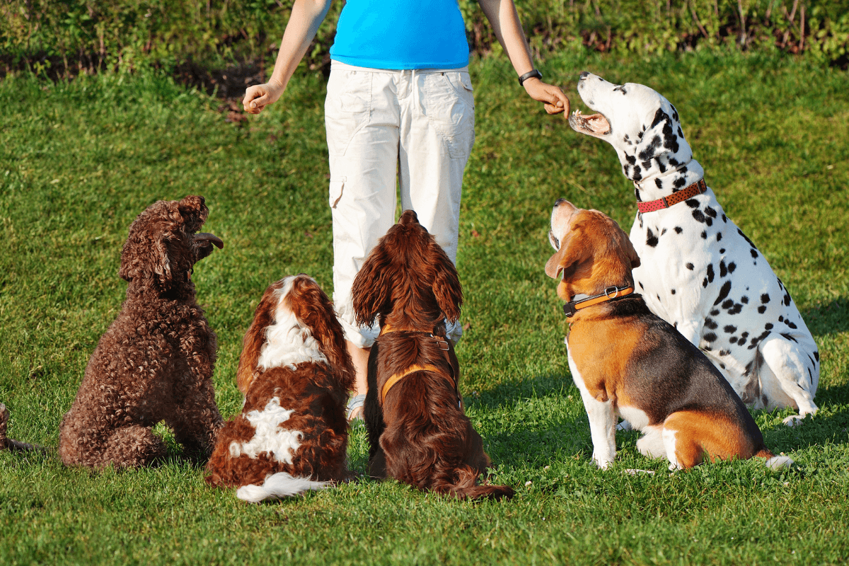 失敗しない犬のしつけ教室の選び方｜愛犬に合う教室を見つけるポイント