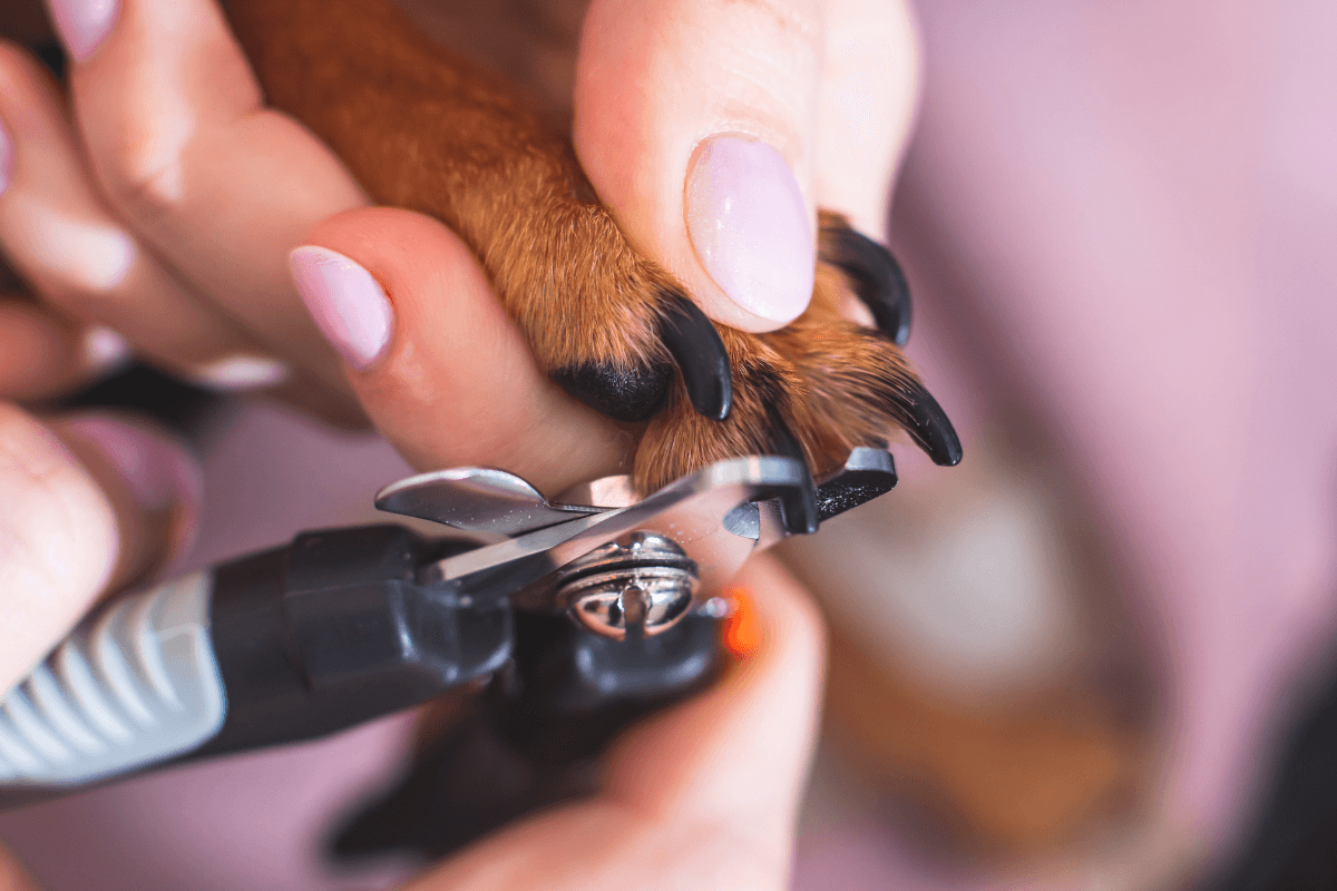 犬が爪切りを嫌がるときはどうする？理由と安全に切るコツを解説