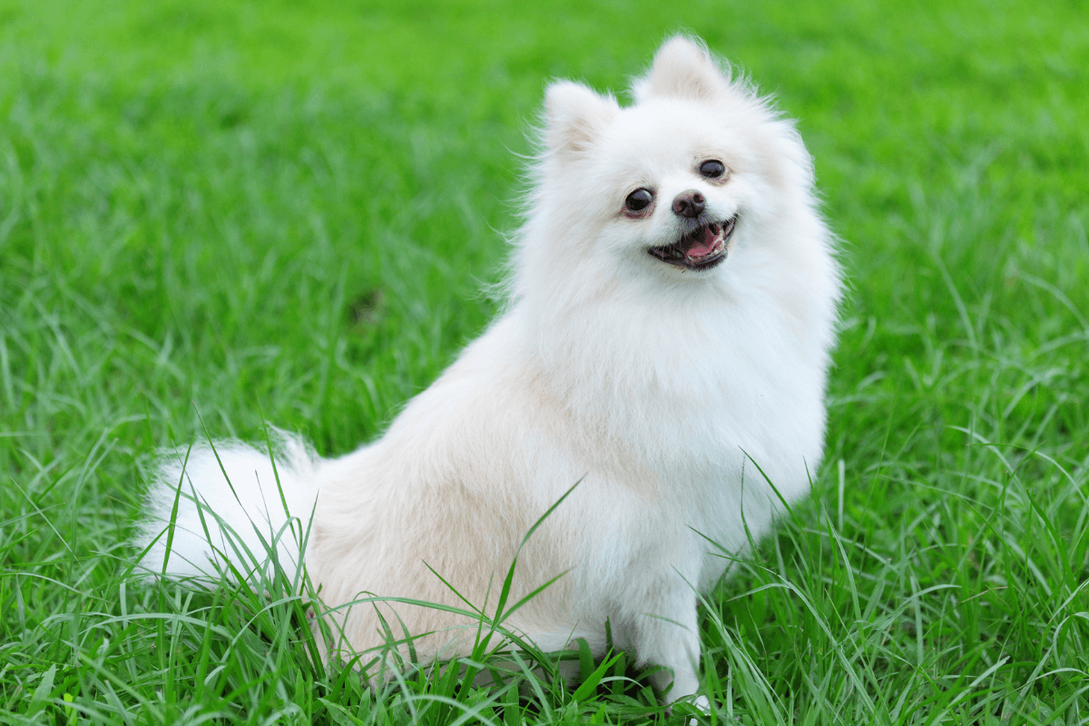ポメラニアンの飼い方｜初心者が知っておきたい性格・飼育環境・健康管理のポイント
