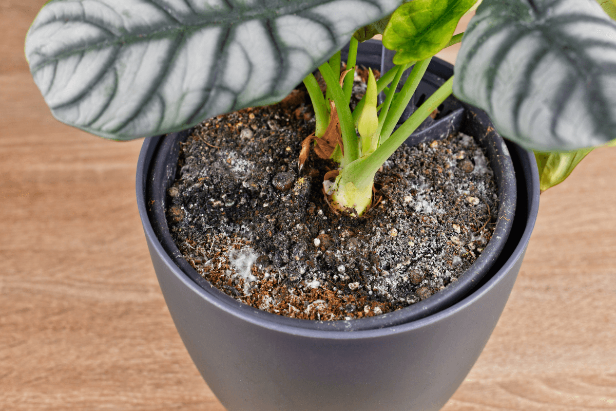 観葉植物の土にカビが生える原因｜風通し・水やりの見直しと対処手順