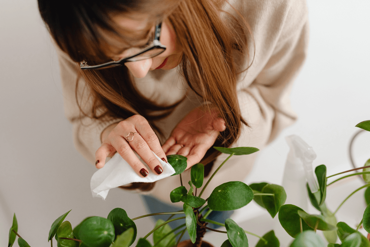 観葉植物のカイガラムシ対策｜見つけ方・落とし方（駆除）と広げないコツ