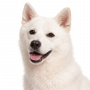 北海道犬