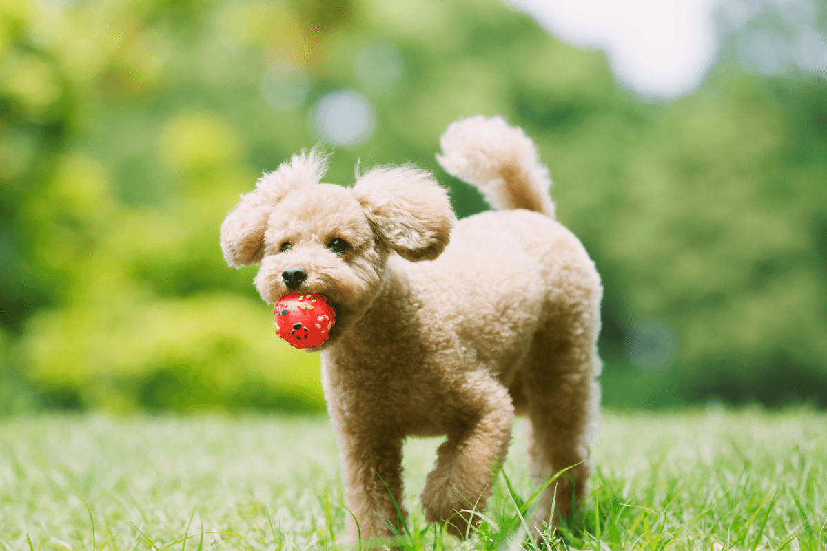 小型犬のパテラ予防｜膝を守るためにできる生活の工夫と環境づくり