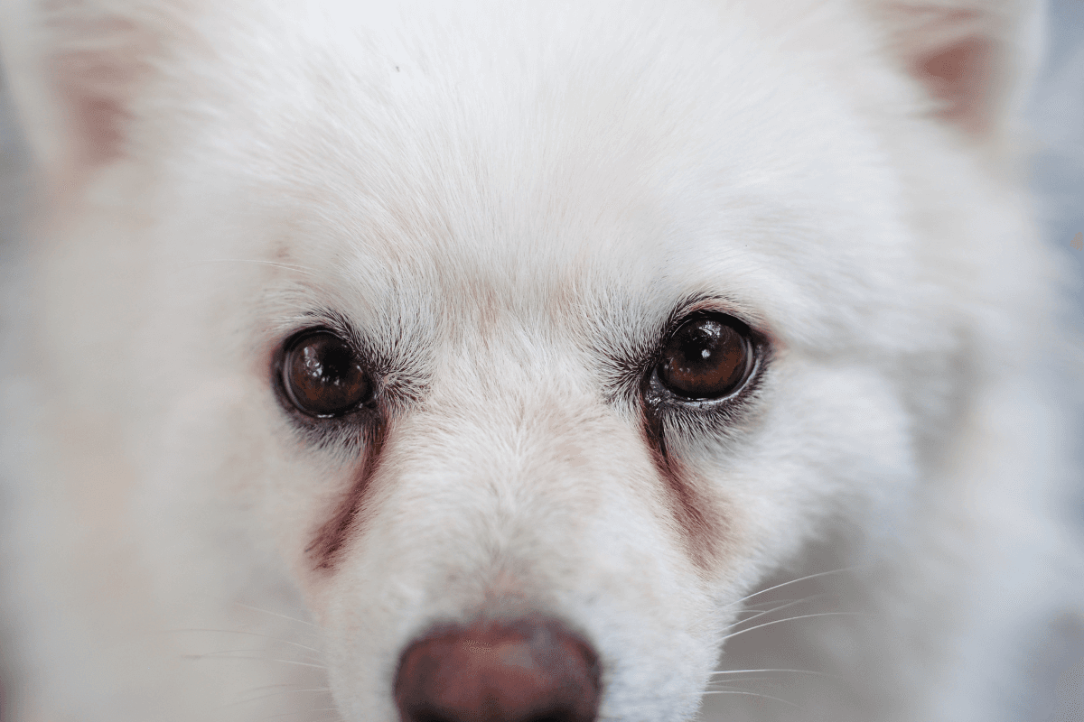 犬の涙やけの原因は？自宅でできる対策と病院に行く目安