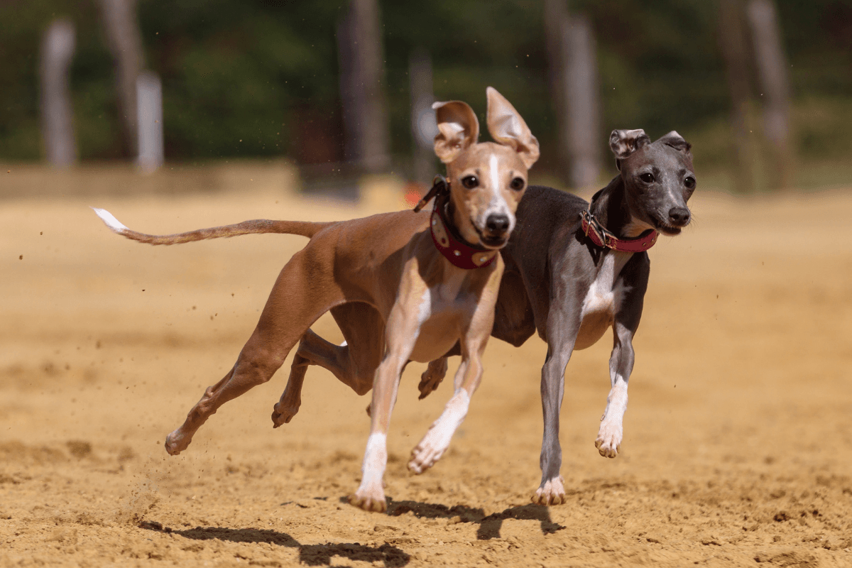 初めての多頭飼いで気をつけること｜犬同士の相性チェックと仲良く暮らす工夫